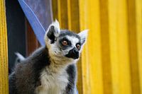 King Julian