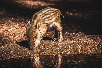 Jeune gibier, nature à l'état pur