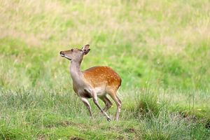Fawn in a hurry