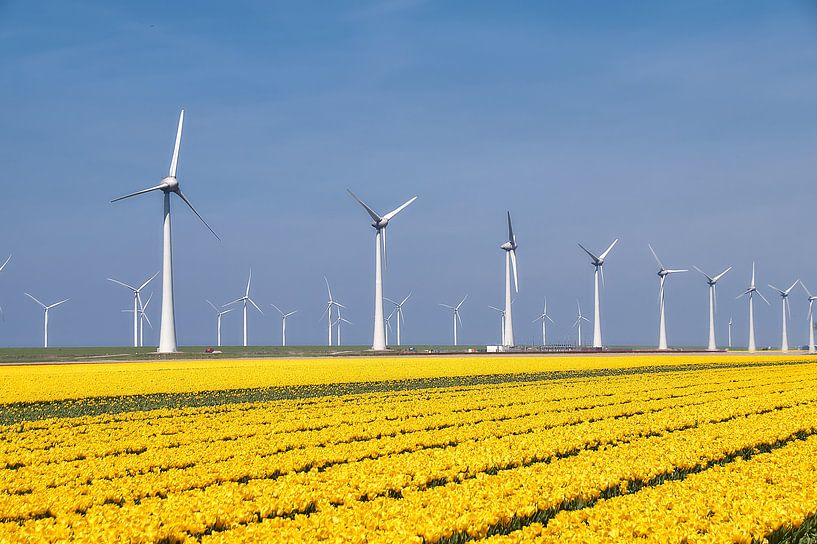 Tulpen veld, geel van Ad Jekel