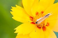 Vlinder op gele bloem