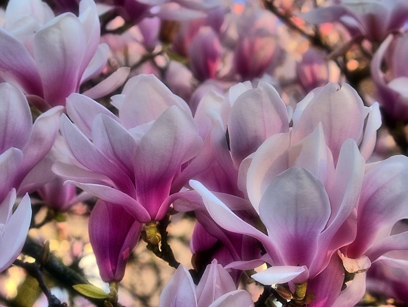 Beauté des fleurs de magnolia par Edgar Schermaul