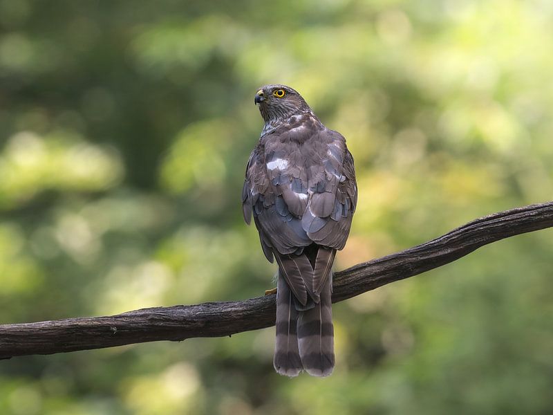 sparrowhawk on a branch with nice soft bokeh on the back ground by Jolanda Aalbers