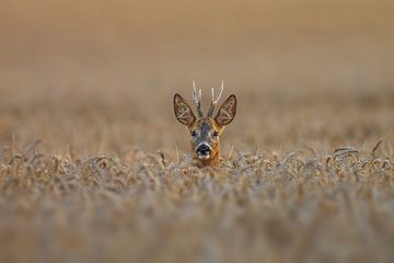 een reebok (Capreolus capreolus) staand in een tarweveld van Mario Plechaty Photography