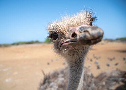 Look at me ! von Rene van Mook