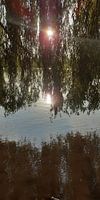 Image miroir