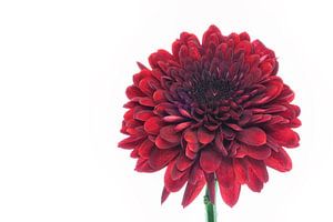 Chrysantheme mit weißem Hintergrund