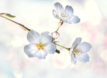 Cherry blossom in spring by Rietje Bulthuis