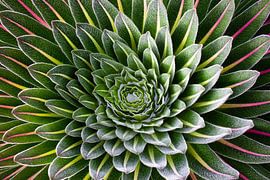 Reuzenlobelia van Jan Bakker