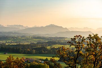 Sonnenuntergangsstimmung mit Blick auf die Allgäuer Alpen und den Grünten von Leo Schindzielorz