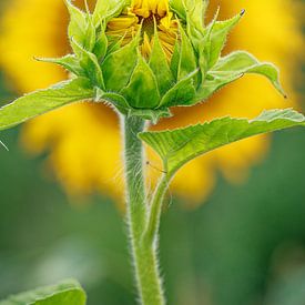 2 zonnebloemen in het veld | Noorscheveld, Drenthe van Luis Boullosa