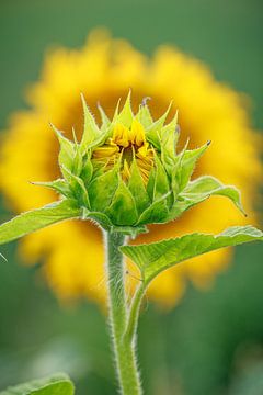 2 zonnebloemen in het veld | Noorscheveld, Drenthe van Luis Boullosa