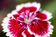 Carnation in pink in summer garden by Julia Strube - graphics thumbnail