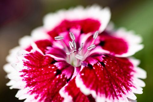 Carnation in pink in summer garden by Julia Strube - graphics