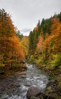 Autumn colours along the river in Bavaria