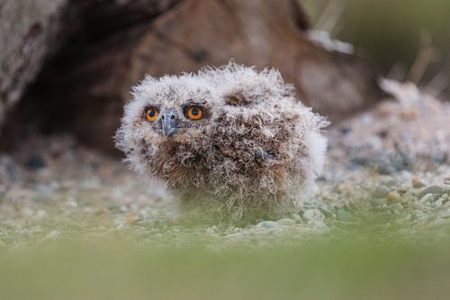 Schattig Oehoe jong.