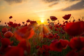 Poppies at sunset by Thomas Froemmel