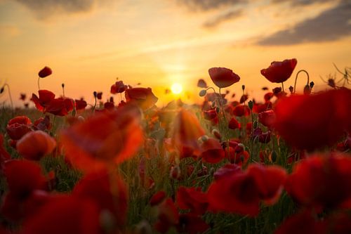 Poppies at sunset