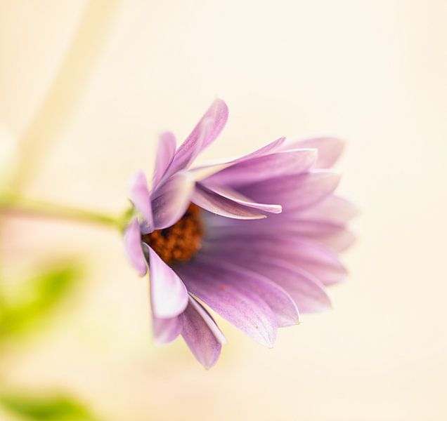 Flower by Ron Kleinjans