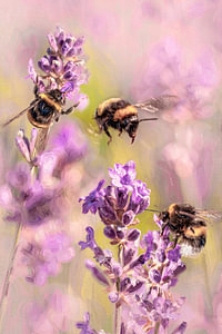 Bienen auf dem Lavendel. Gemälde.