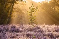 A Young Tree Sunbathing Over Purple Heather Fields