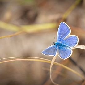 papillon sur wilma ten Bhömer