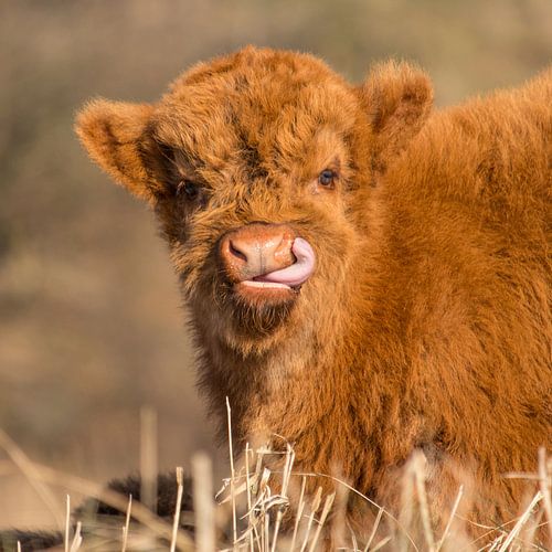 Schottischer Hochlandbewohner