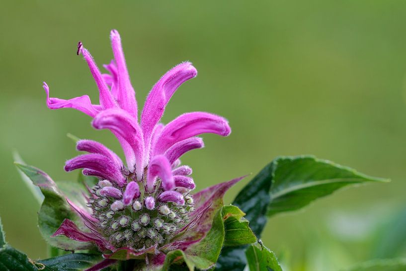 Indian Nettle by Time_Pictures