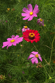 Red and Pink Garden Flowers