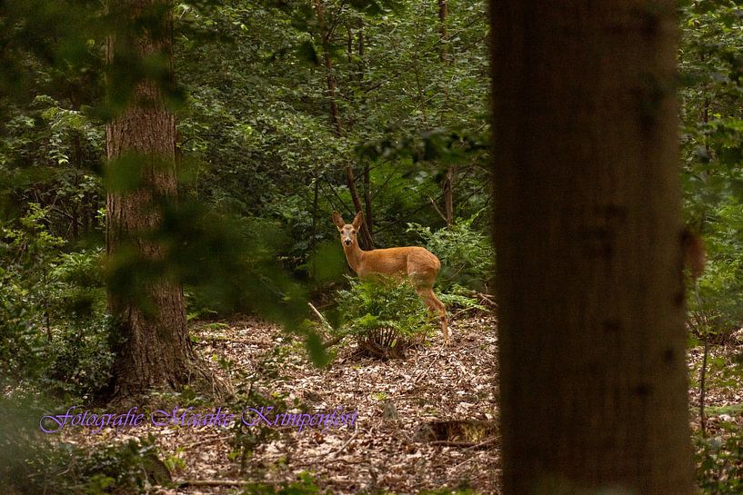 Hirsche von Maaike Krimpenfort