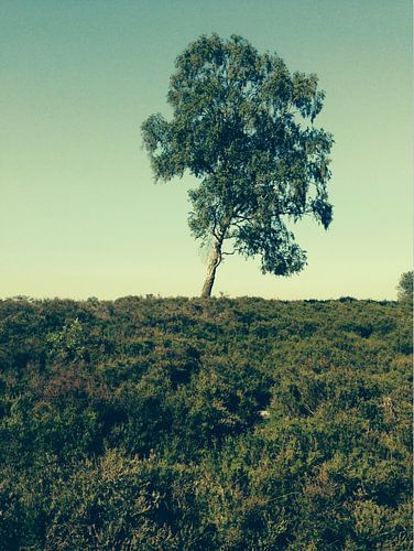 Tree on the Veluwe