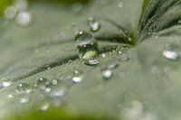 Druppels op een blad