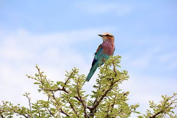Kleurrijke vogel van Afrika van Florence Schmit