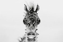 Seahorse by Poster Art Shop
