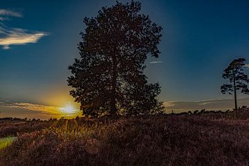 Heideveld met zonsondergang, Drenthe