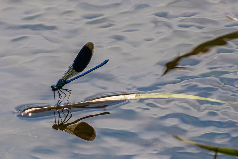Woodland creek damselfly by Brian Morgan