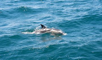 Dolfijn tour in Gibraltar van Prisca van Dorrestein