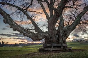 Abendstimmung am alten Lindenbaum