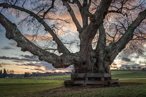 Avondstemming bij de oude lindeboom