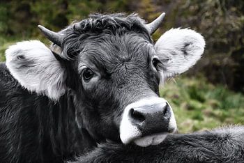 La petite vache diabolique