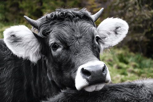 Die kleine Teufelkuh