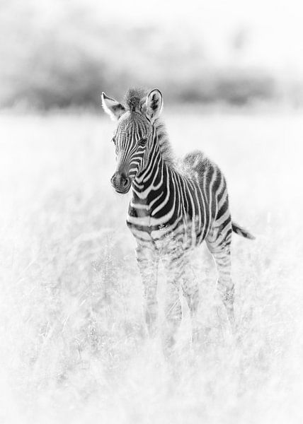 Schattige baby zebra van Awesome Wonder