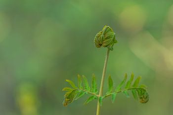Dutch Glorious |||||| Segeln