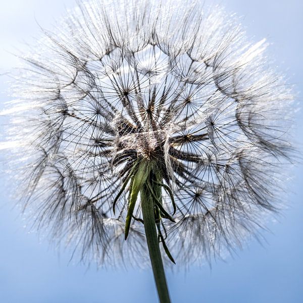 Pusteblume von Kurt Krause