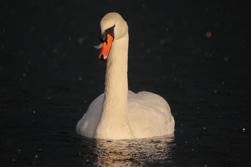Mute swan by John Kerkhofs