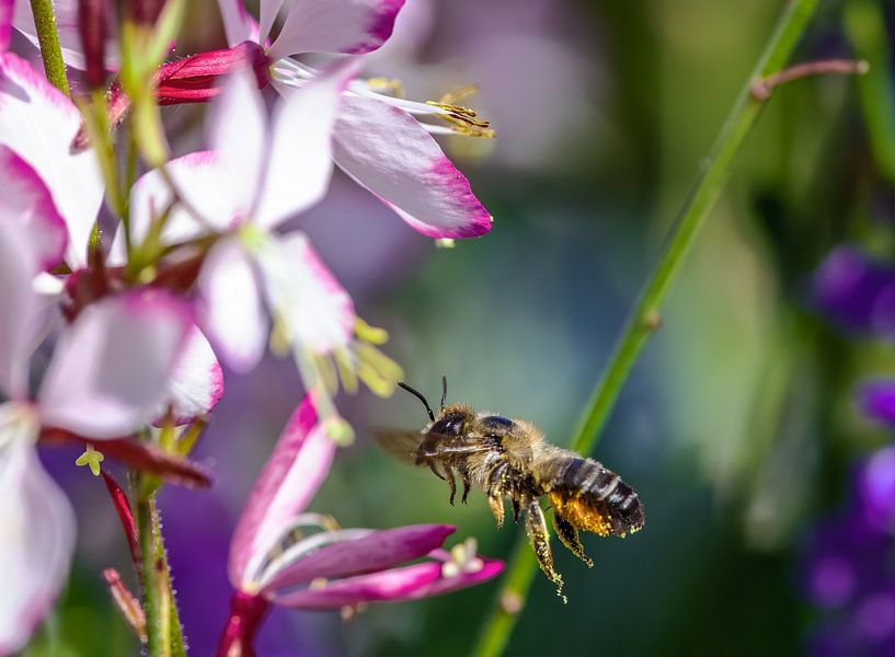 Macro d'une abeille volante sur une fleur de bigaradier par ManfredFotos