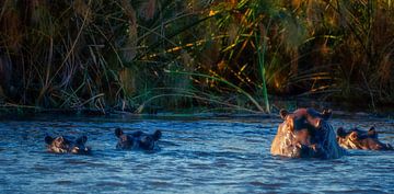 Waterpaarden van Joris Pannemans - Loris Photography