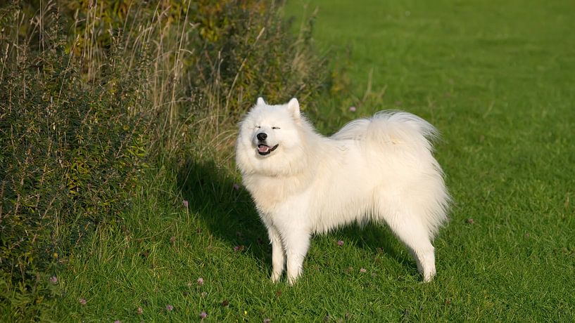 Samoyed by Bo Valentino
