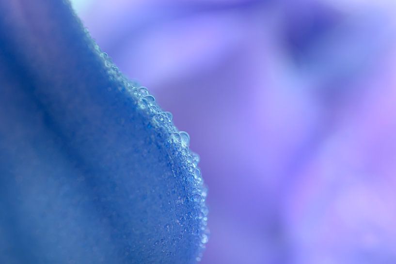 Water droplets on a pastel-coloured flower by Marjolijn van den Berg