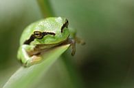 Treefrog on a leaf by Bob Wieggers thumbnail